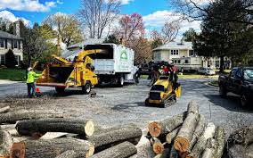 Best Tree Removal Service  in La Blanca, TX