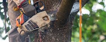 Best Tree Trimming and Pruning  in La Blanca, TX