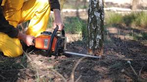 Best Tree Removal Service  in La Blanca, TX