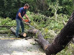 Best Hedge Trimming  in La Blanca, TX