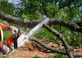 Professional  Tree Services in La Blanca, TX