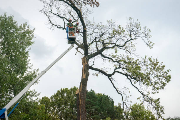 Best Tree Mulching Services  in La Blanca, TX