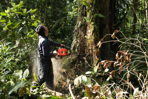 Why Choose Our Tree Removal Services in La Blanca, TX?