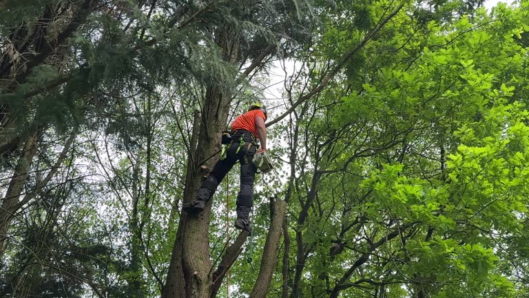 Best Hazardous Tree Removal  in La Blanca, TX