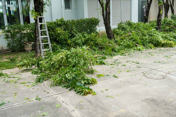 Tree and Shrub Care in La Blanca, TX