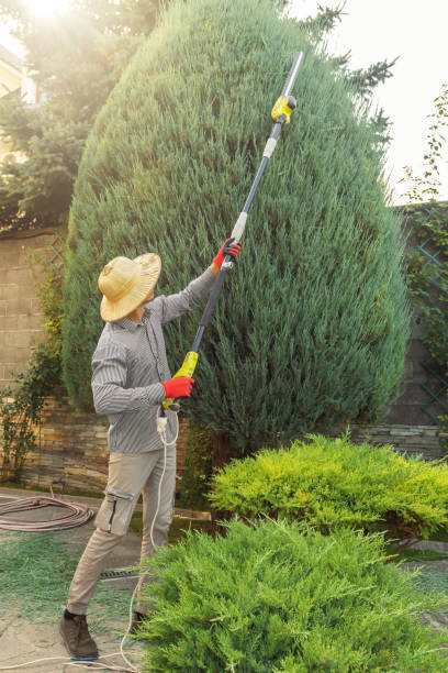 Best Arborist Consultation Services  in La Blanca, TX